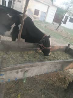 farm cow for sale urgent sale