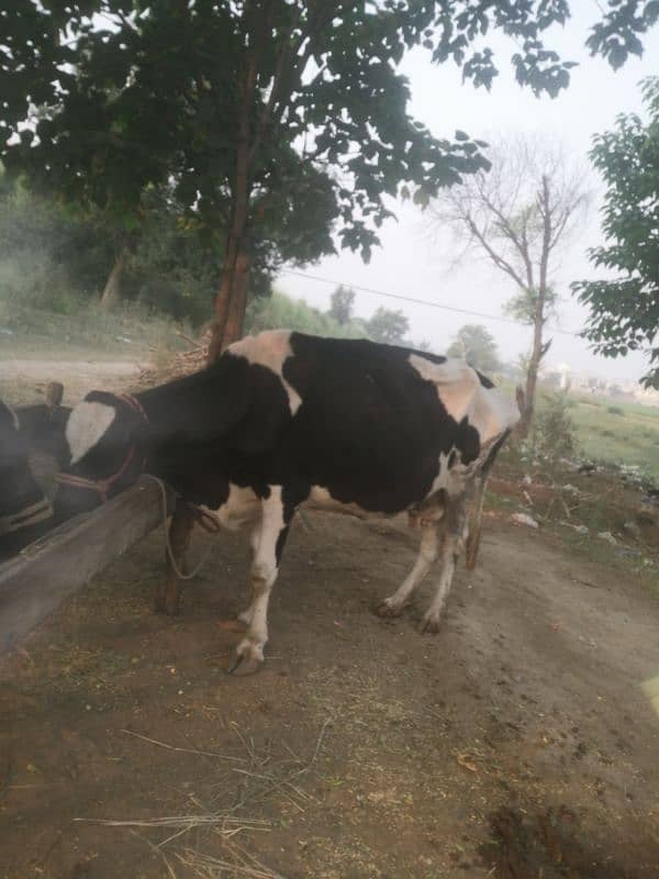 farm cow for sale urgent sale 3