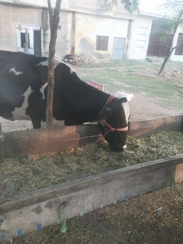 farm cow for sale urgent sale 4