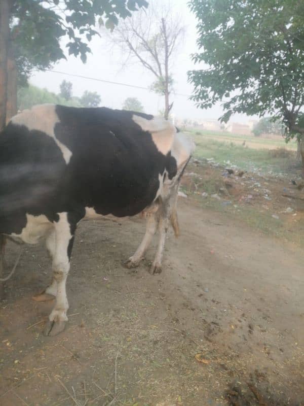 farm cow for sale urgent sale 5