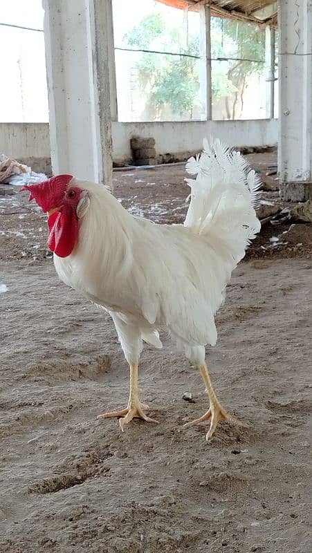 safaid Murga for sale/white rooster for sale 3