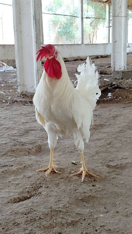 safaid Murga for sale/white rooster for sale 4