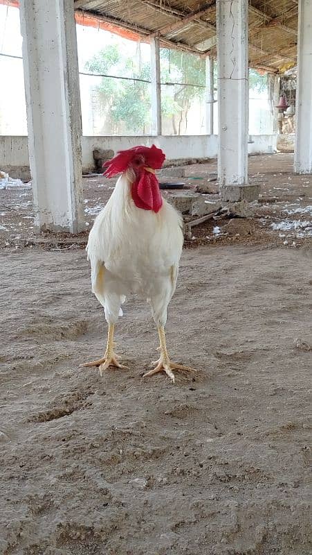 safaid Murga for sale/white rooster for sale 5