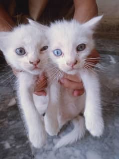 3 White Female kittens For Sale