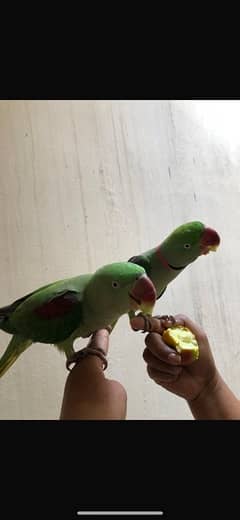 Kashmiri raw parrots for sale