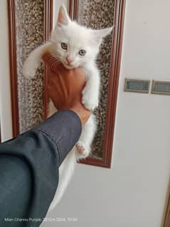 persian kitten for sale 0303=98=70=237