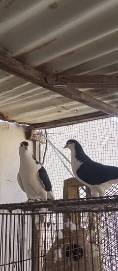 sherazi & mixed pigeons