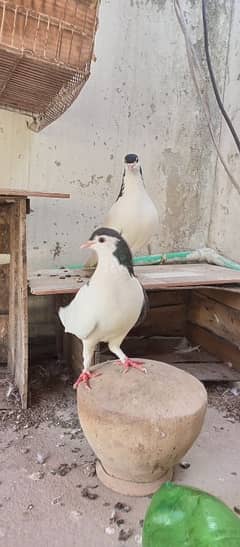 sherazi & mixed pigeons