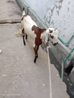 Beetal Bakri Fresh Crossed