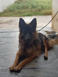 adult GSD Female for sale