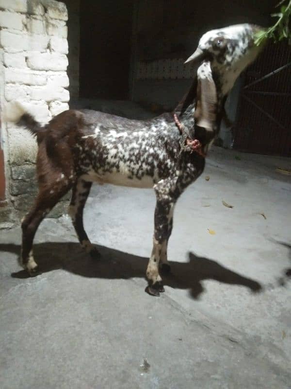 bakra 2 dant hai for sale 1