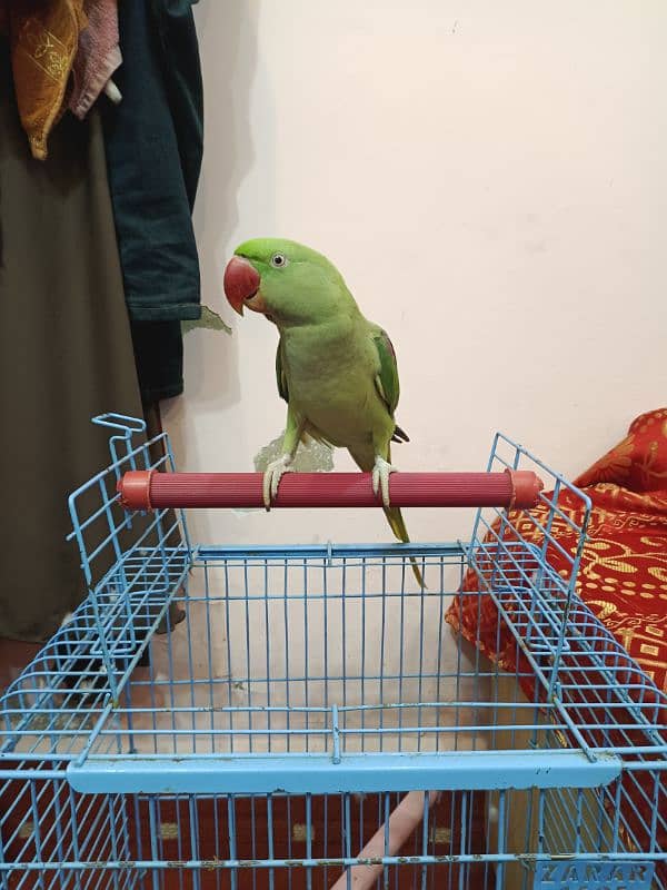 Jumbo Size tamed parrot 2