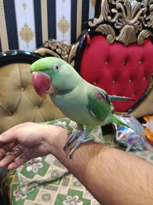 Jumbo Size tamed parrot 4