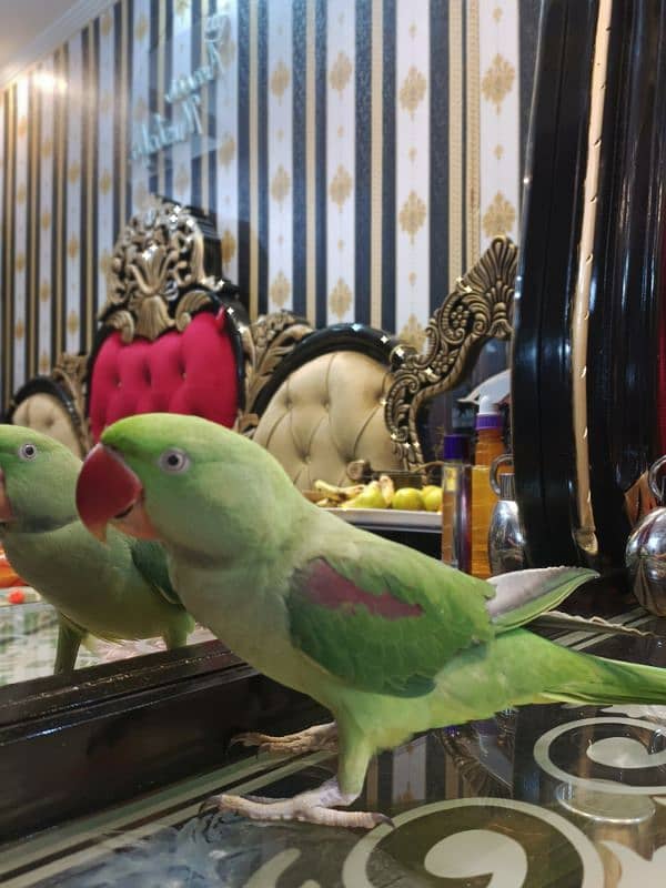 Jumbo Size tamed parrot 6