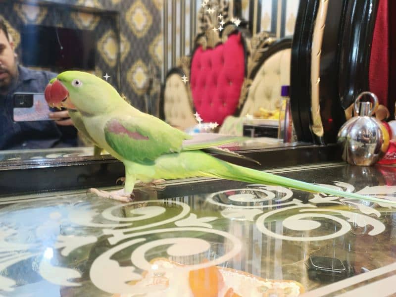 Jumbo Size tamed parrot 7