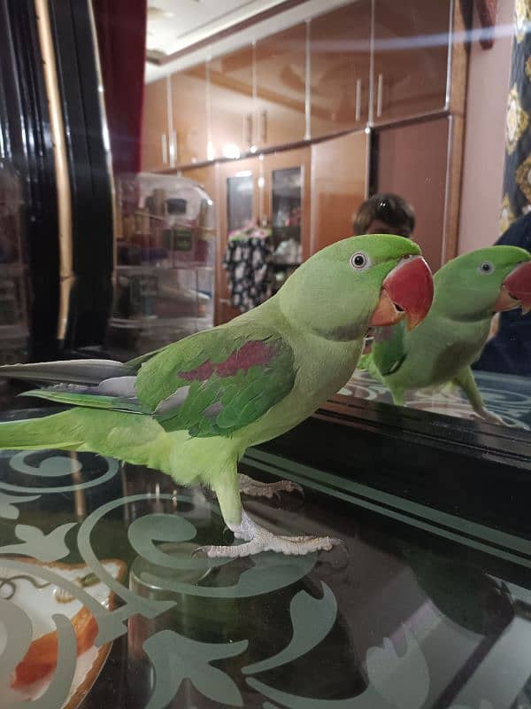 Jumbo Size tamed parrot 8