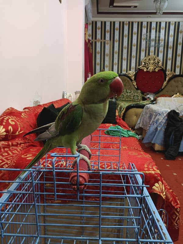 Jumbo Size tamed parrot 9