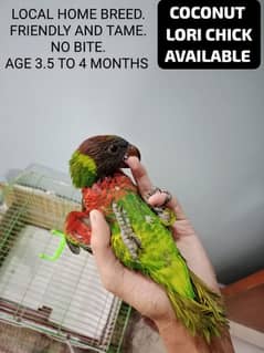 100 % GUREENTY FLY TAME COCONUT LORI HOME BREED CHICK AVAILABLE.