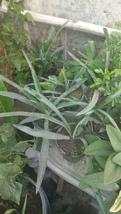 pineapple plant