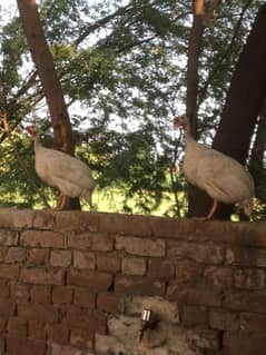 male chakoora, guinea fowl, China murgi , teetri for sale