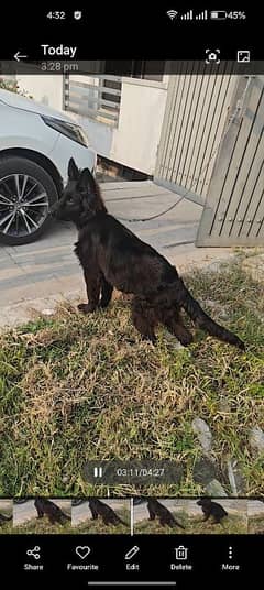 pedigree German shepherd black beauty female