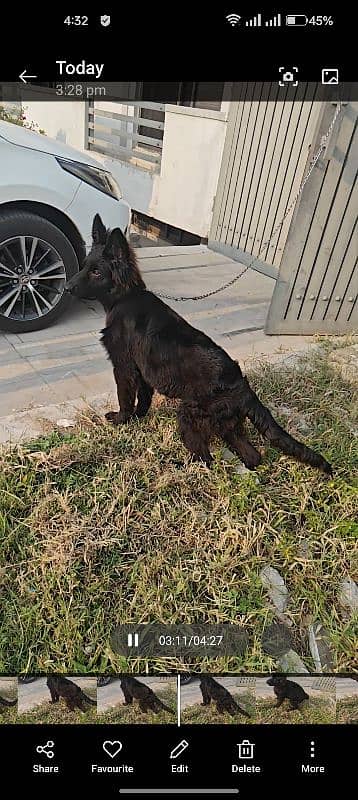 pedigree German shepherd black beauty female 0