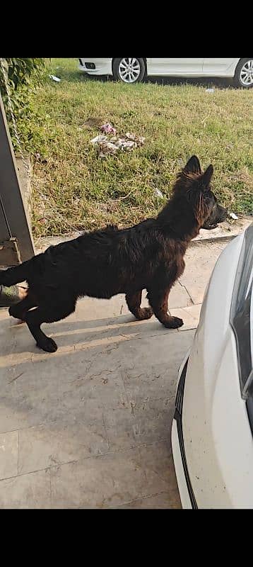 pedigree German shepherd black beauty female 1