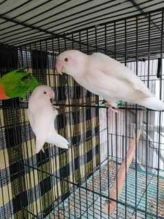 Albino redeye adult male