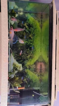 I am selling fish aquarium 10 by 8 condition prize almost final