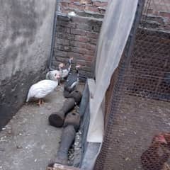 Guinea fowl (chakor)breeder 1+3available 03350661456