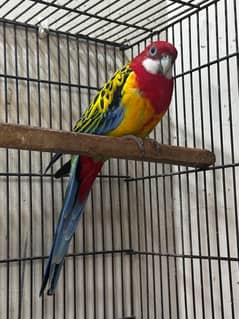 golden mantle rosella