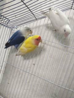 3 love birds