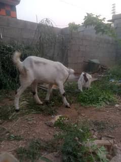 female  goat  breader urgent sale