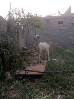 female  goat  breader urgent sale