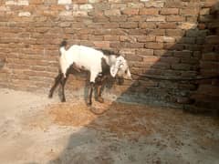 White Bakra for sale