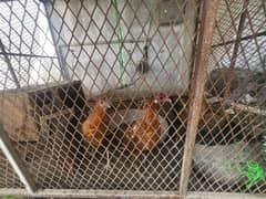 four Amroha chicken for sale