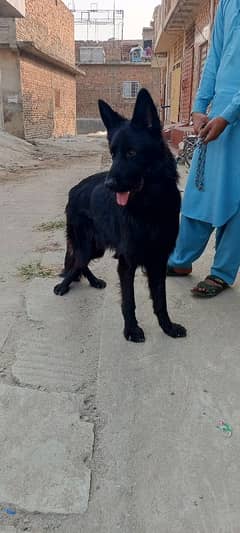 German shepherd long coat black Male Non pedigree available confrm std