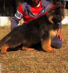 German shepherd puppy/ Siberian husky