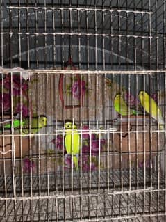 Australian parrots for sale