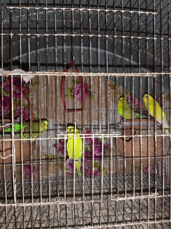 Australian parrots for sale 0