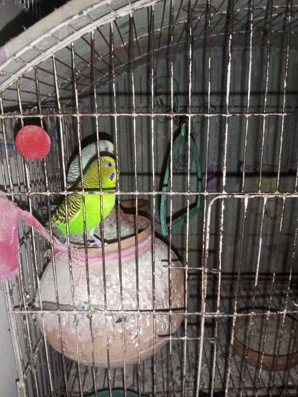 Australian parrots for sale 2