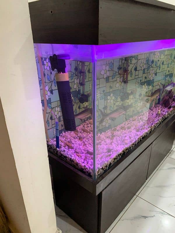 Aquarium Complete Set For Sale 2