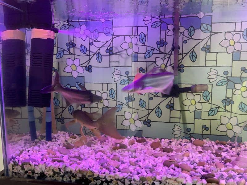 Aquarium Complete Set For Sale 4