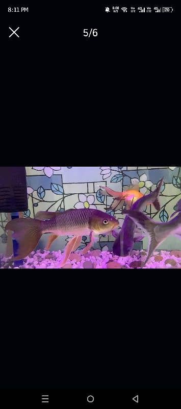 Aquarium Complete Set For Sale 6