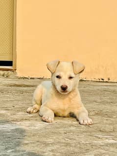 labrador cross dog