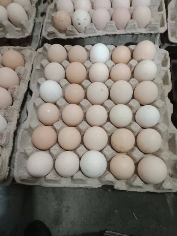 Desi Eggs 0