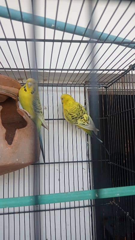 Tcb opline dark marking crested Budgies - budgies - australian 0