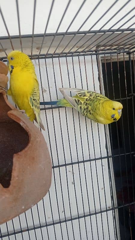 Tcb opline dark marking crested Budgies - budgies - australian 1