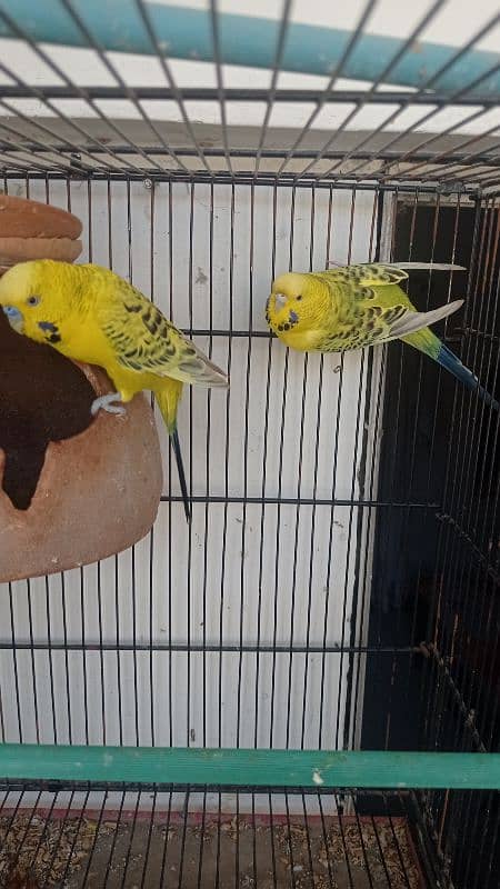 Tcb opline dark marking crested Budgies - budgies - australian 2