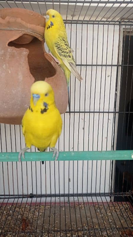 Tcb opline dark marking crested Budgies - budgies - australian 3